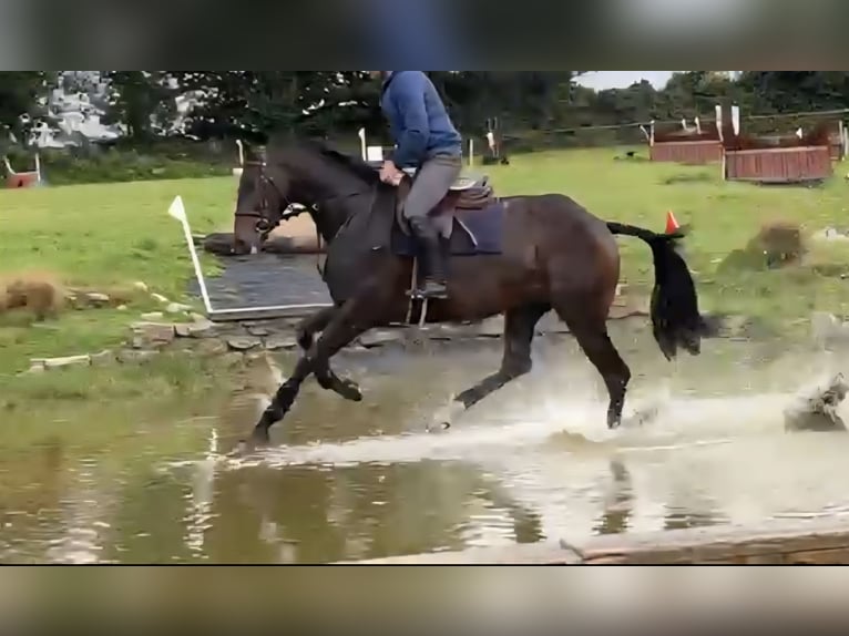 Irish Sport Horse Wallach 6 Jahre 169 cm Dunkelbrauner in Hof