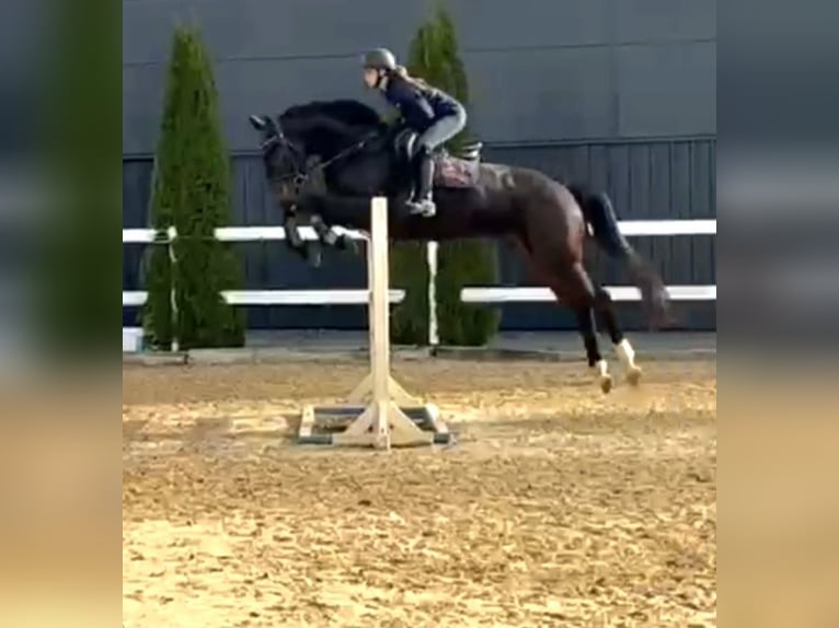 Irish Sport Horse Wallach 6 Jahre 169 cm Dunkelbrauner in Hof Irish Sport Horse Wallach 6 Jahre 169 cm Dunkelbrauner in Hof