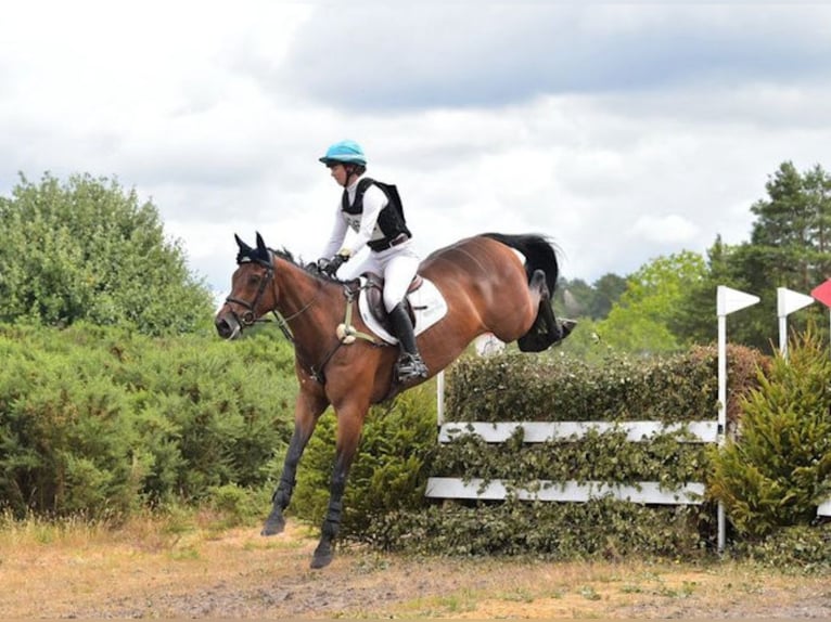 Irish Sport Horse Wallach 6 Jahre 170 cm Brauner in Ramsbury