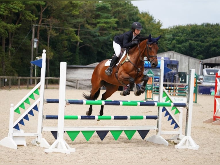 Irish Sport Horse Wallach 6 Jahre 170 cm Brauner in Ramsbury