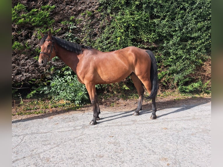 Irish Sport Horse Wallach 6 Jahre 170 cm  in Kaulille