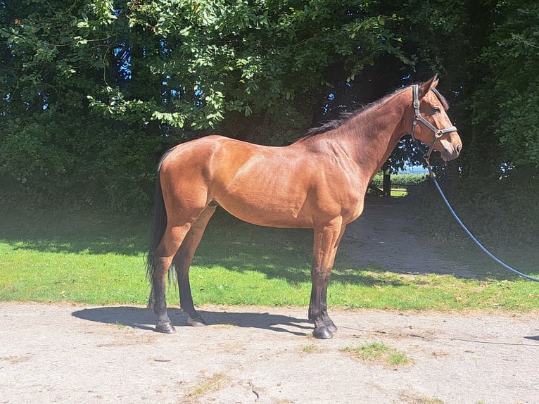 Irish Sport Horse Wallach 6 Jahre 170 cm  in Kaulille