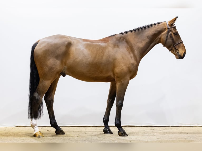 Irish Sport Horse Wallach 6 Jahre 171 cm Brauner in Waddinxveen