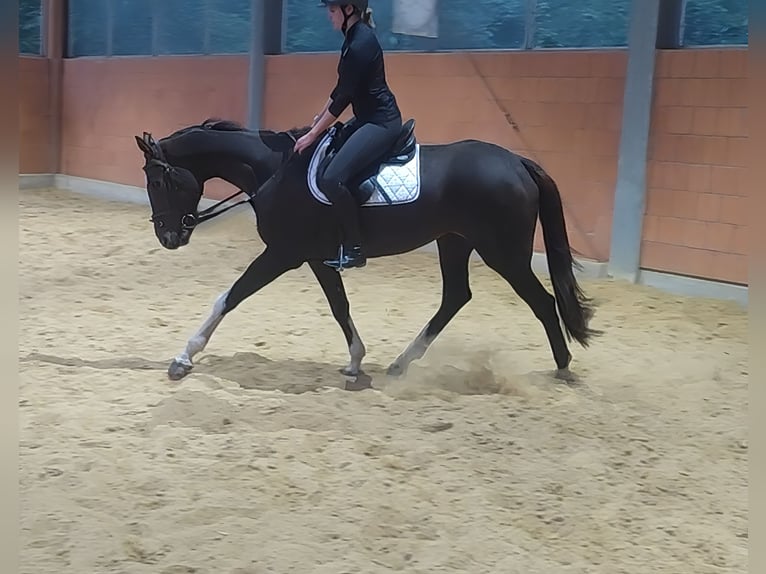 Irish Sport Horse Wallach 6 Jahre 173 cm Dunkelbrauner in Lage Irish Sport Horse Wallach 6 Jahre 173 cm Dunkelbrauner in Lage