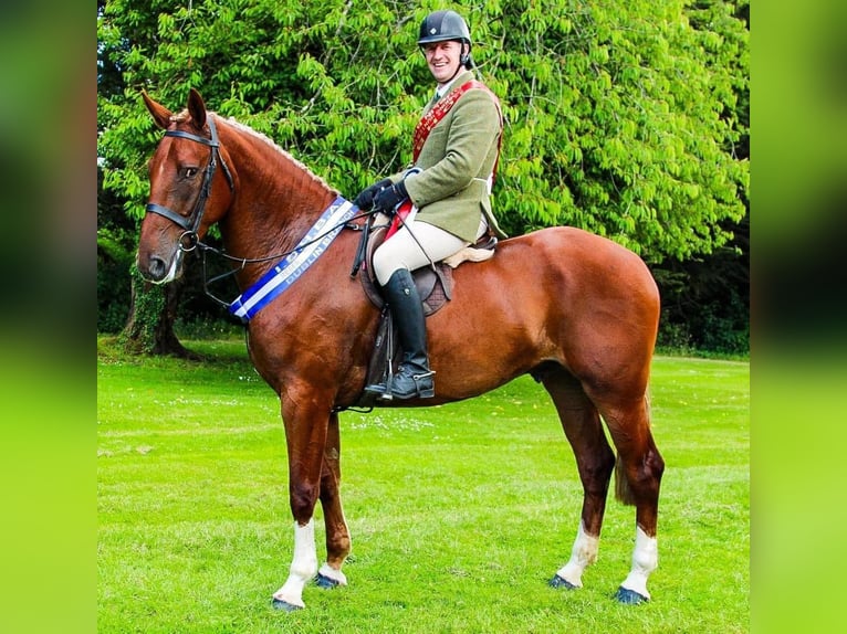 Irish Sport Horse Wallach 6 Jahre 173 cm Dunkelfuchs in Richmond, Virginia