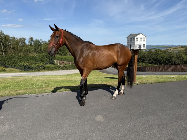 Irish Sport Horse Wallach 6 Jahre 173 cm Rotbrauner in Killinchy