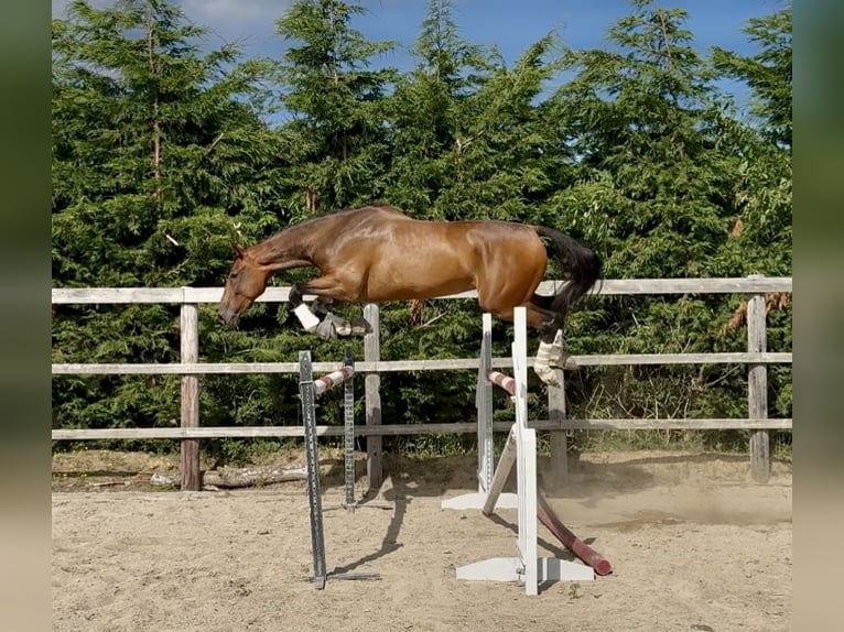 Irish Sport Horse Wallach 6 Jahre 173 cm Rotbrauner in Killinchy