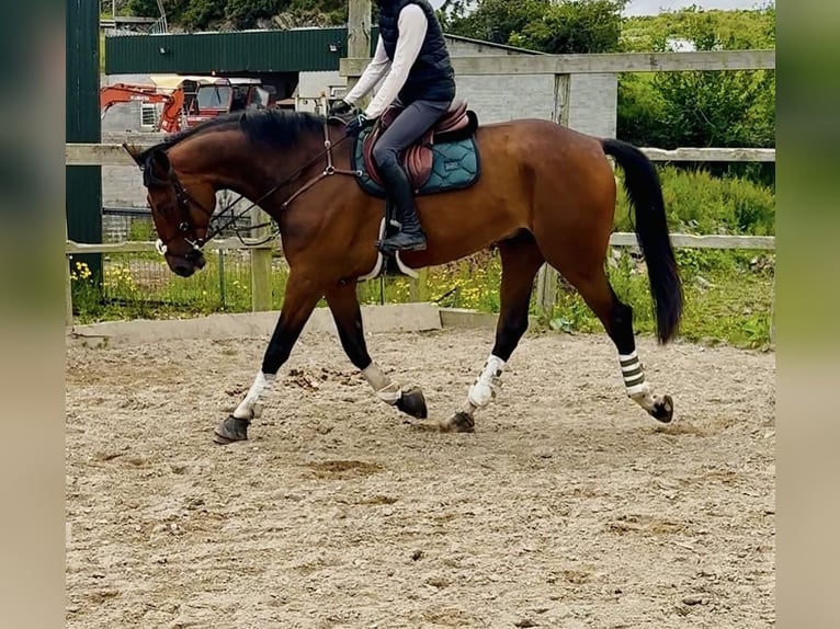 Irish Sport Horse Wallach 6 Jahre 173 cm Rotbrauner in Killinchy