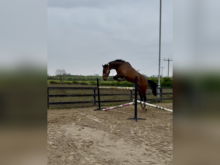 Irish Sport Horse Wallach 6 Jahre 173 cm Rotbrauner in Killinchy