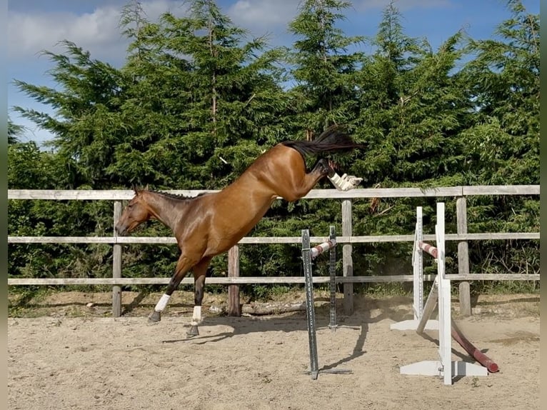 Irish Sport Horse Wallach 6 Jahre 173 cm Rotbrauner in Killinchy