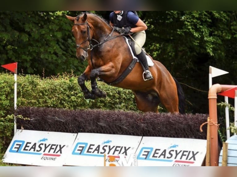 Irish Sport Horse Wallach 6 Jahre 173 cm Rotbrauner in Killinchy