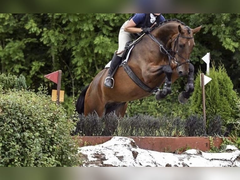Irish Sport Horse Wallach 6 Jahre 173 cm Rotbrauner in Killinchy