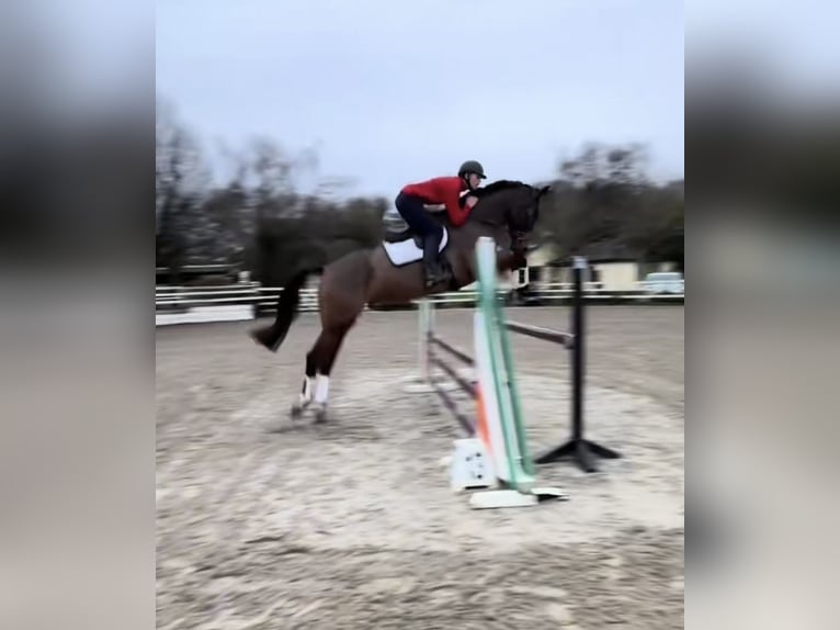 Irish Sport Horse Wallach 6 Jahre 173 cm Rotbrauner in Killinchy