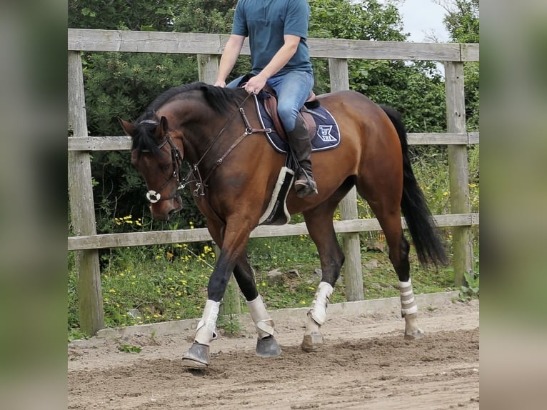 Irish Sport Horse Wallach 6 Jahre 173 cm Rotbrauner in Killinchy
