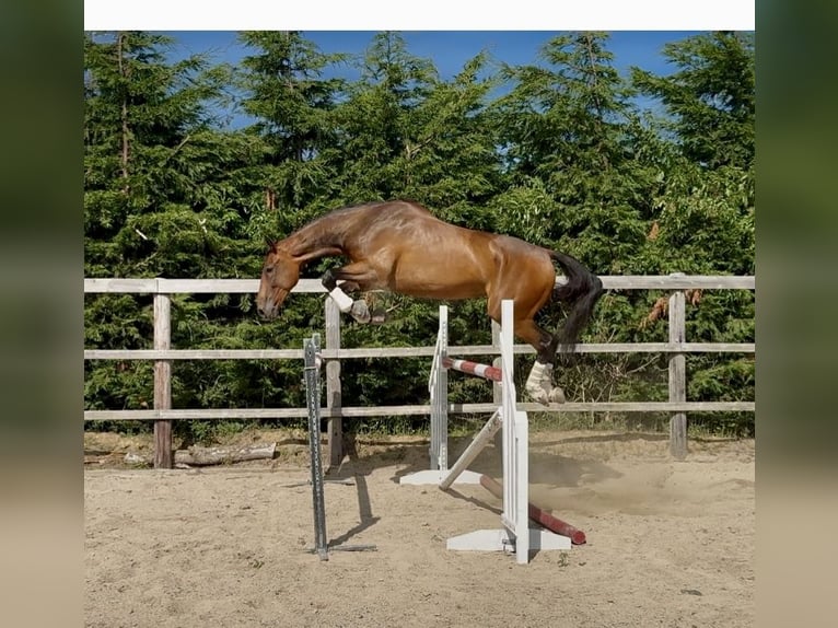 Irish Sport Horse Wallach 6 Jahre 173 cm Rotbrauner in Killinchy
