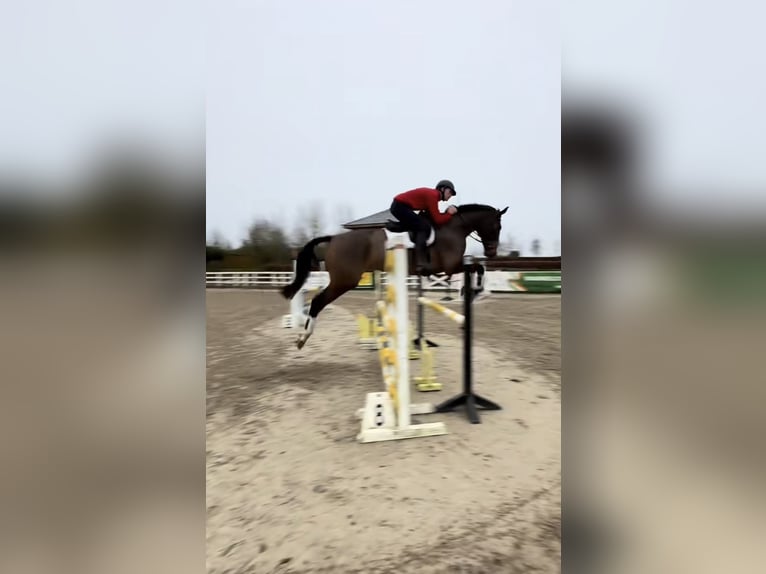 Irish Sport Horse Wallach 6 Jahre 173 cm Rotbrauner in Killinchy