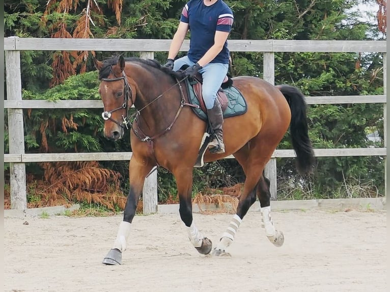 Irish Sport Horse Wallach 6 Jahre 173 cm Rotbrauner in Killinchy
