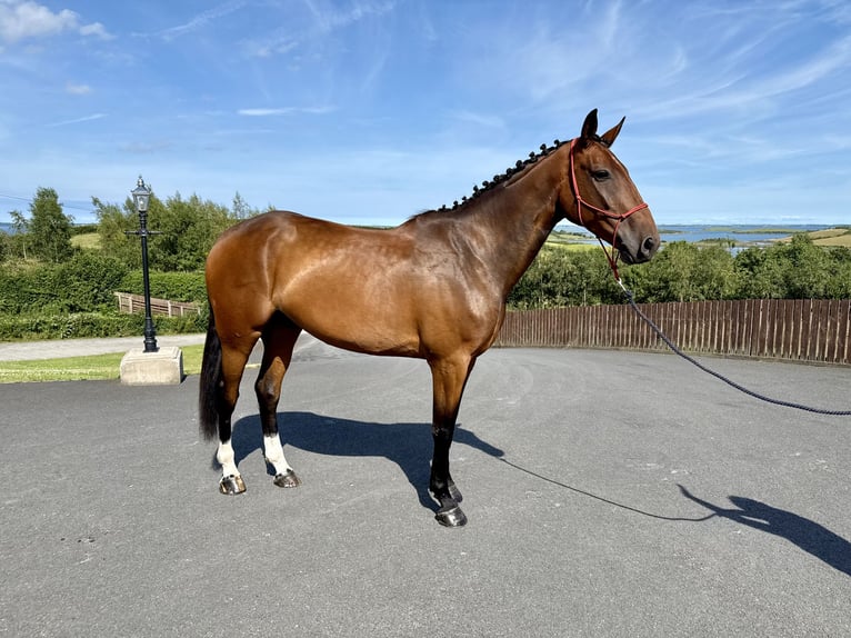 Irish Sport Horse Wallach 6 Jahre 173 cm Rotbrauner in Killinchy