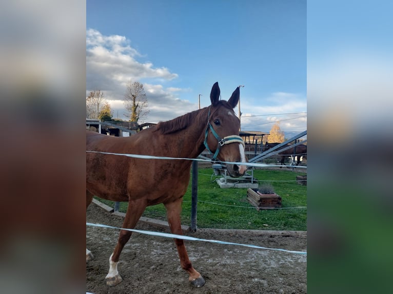 Irish Sport Horse Wallach 6 Jahre 175 cm Fuchs in Pöllau