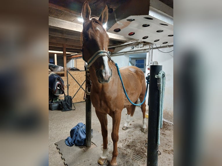 Irish Sport Horse Wallach 6 Jahre 175 cm Fuchs in Pöllau