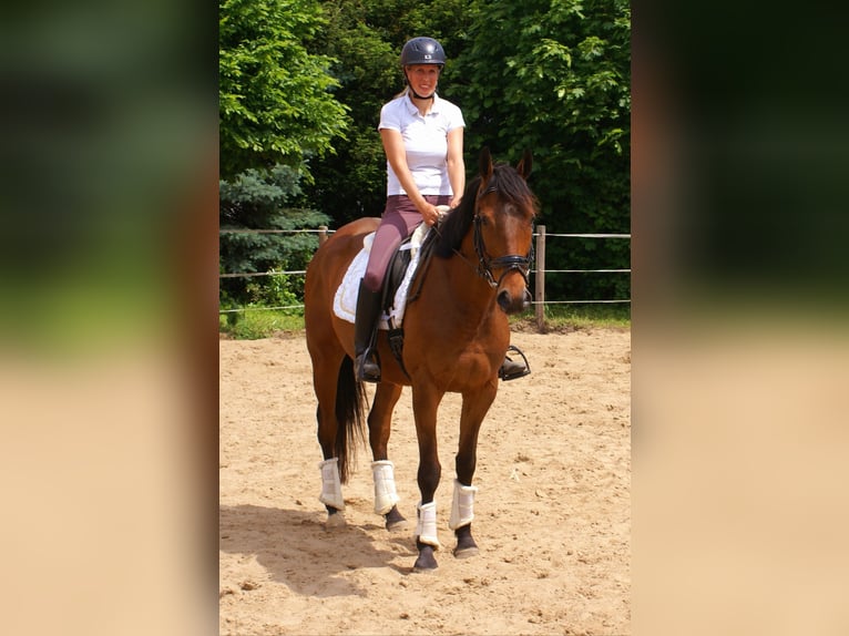 Irish Sport Horse Wallach 6 Jahre Brauner in Velpke
