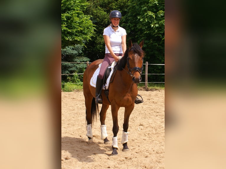 Irish Sport Horse Wallach 6 Jahre Brauner in Velpke