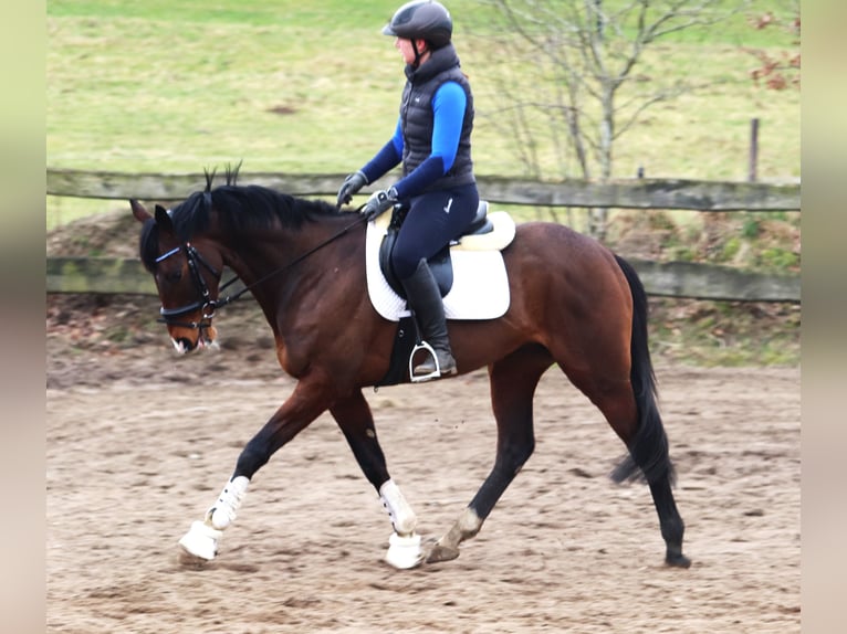 Irish Sport Horse Mix Wallach 6 Jahre Brauner in uelsen