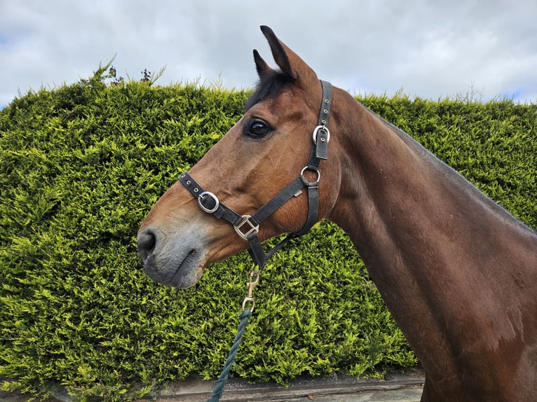 Irish Sport Horse Wallach 6 Jahre Brauner in GROTE BROGEL
