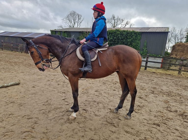 Irish Sport Horse Wallach 6 Jahre Rotbrauner in Dunshaughlin