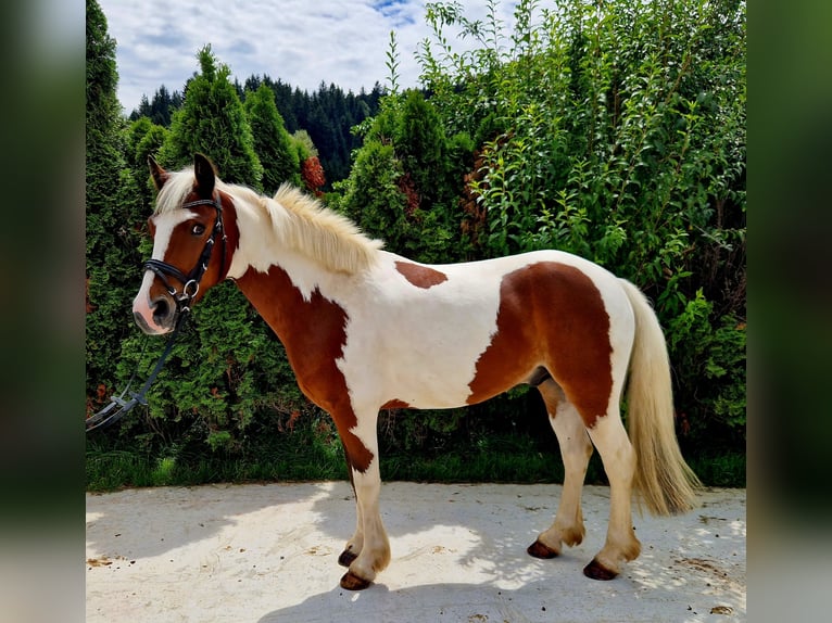 Irish Sport Horse Wallach 7 Jahre 136 cm Schecke in Gummern