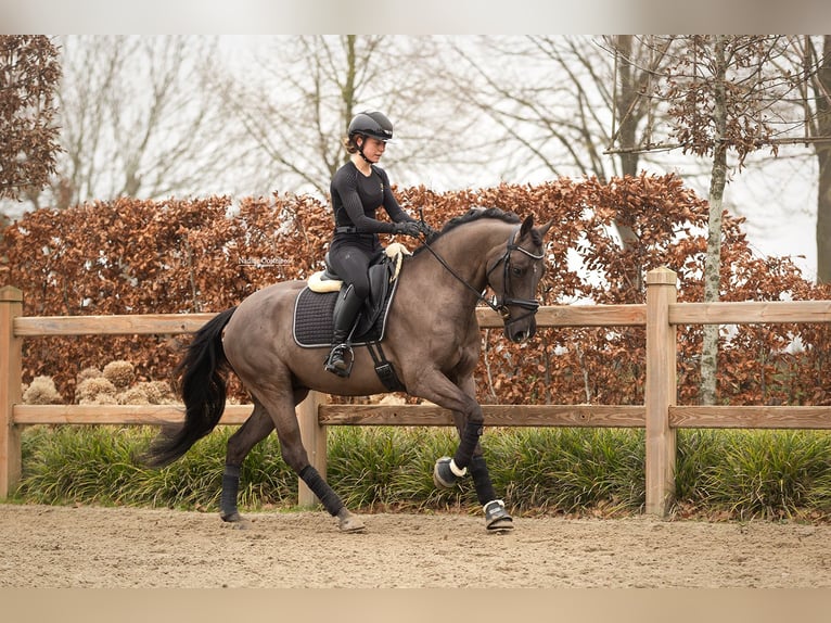 Irish Sport Horse Wallach 7 Jahre 149 cm Rappe in Oost West en Middelbeers