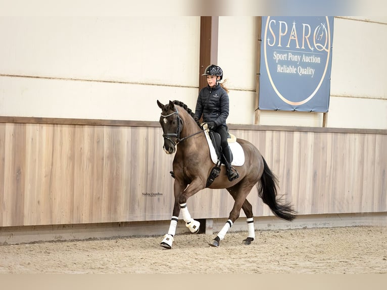 Irish Sport Horse Wallach 7 Jahre 149 cm Rappe in Oost West en Middelbeers