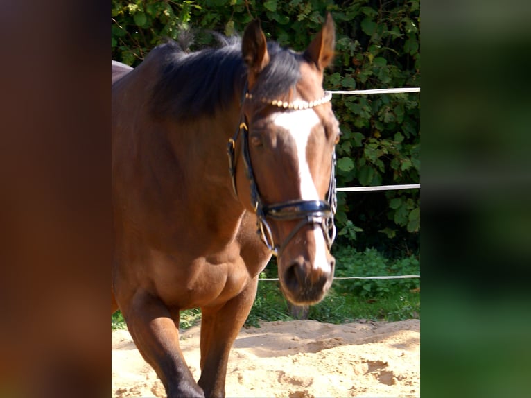 Irish Sport Horse Wallach 7 Jahre 153 cm Brauner in Velpke Irish Sport Horse Wallach 7 Jahre 153 cm Brauner in Velpke