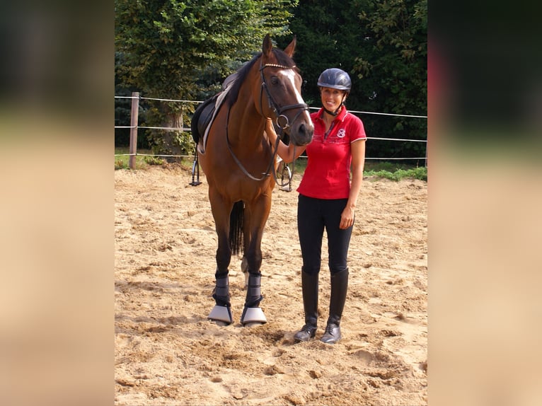 Irish Sport Horse Wallach 7 Jahre 153 cm Brauner in Velpke