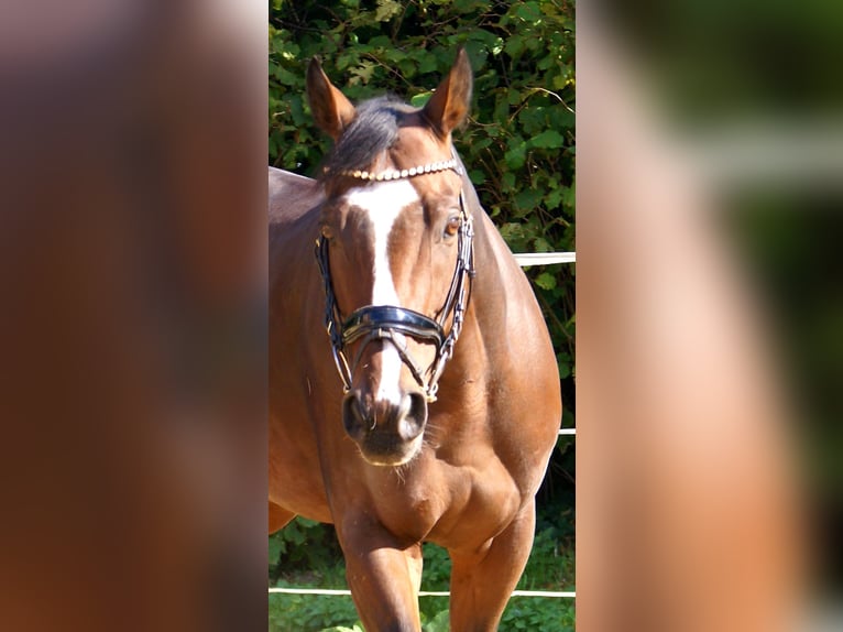 Irish Sport Horse Wallach 7 Jahre 153 cm Brauner in Velpke Irish Sport Horse Wallach 7 Jahre 153 cm Brauner in Velpke