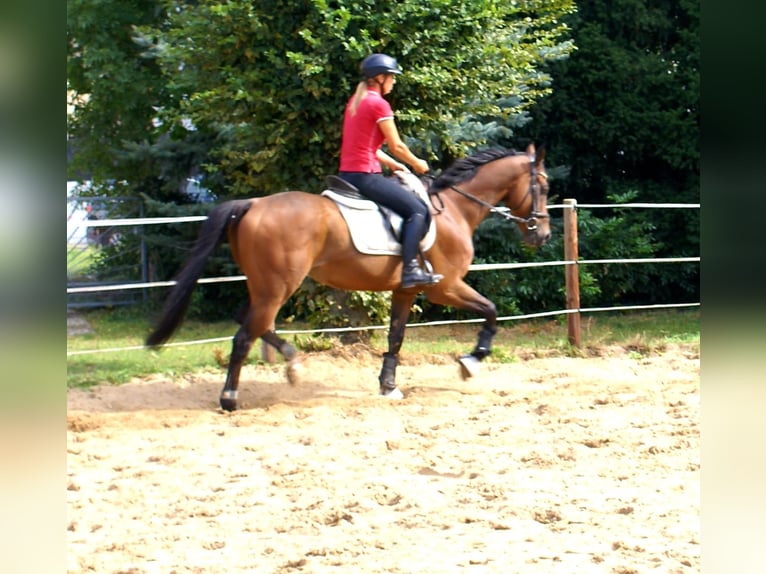 Irish Sport Horse Wallach 7 Jahre 153 cm Brauner in Velpke