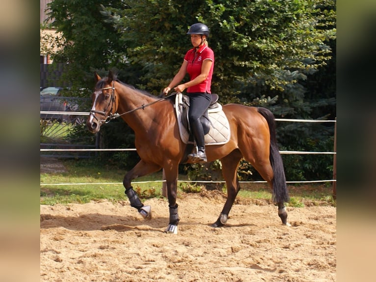 Irish Sport Horse Wallach 7 Jahre 153 cm Brauner in Velpke