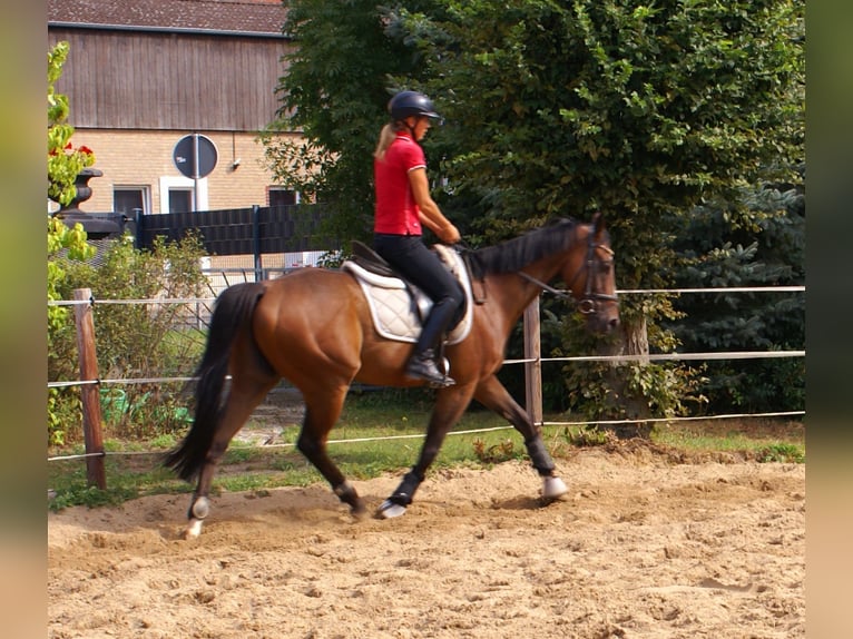 Irish Sport Horse Wallach 7 Jahre 153 cm Brauner in Velpke