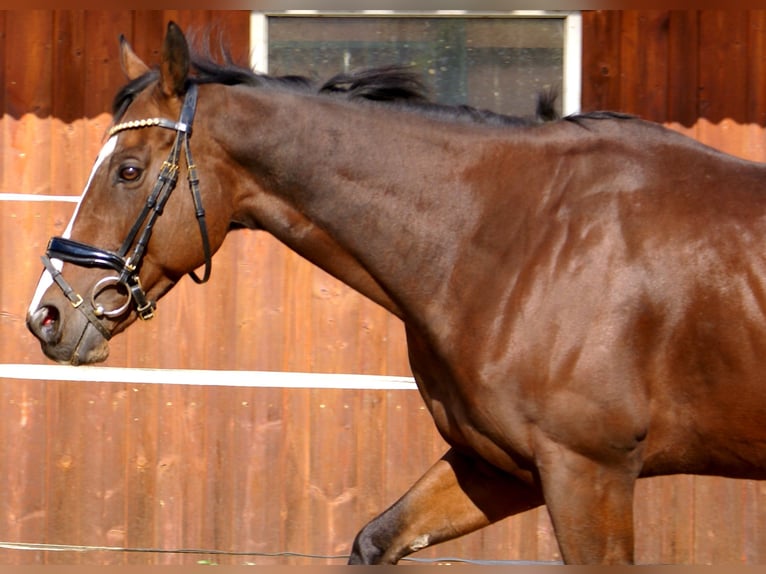 Irish Sport Horse Wallach 7 Jahre 153 cm Brauner in Velpke Irish Sport Horse Wallach 7 Jahre 153 cm Brauner in Velpke