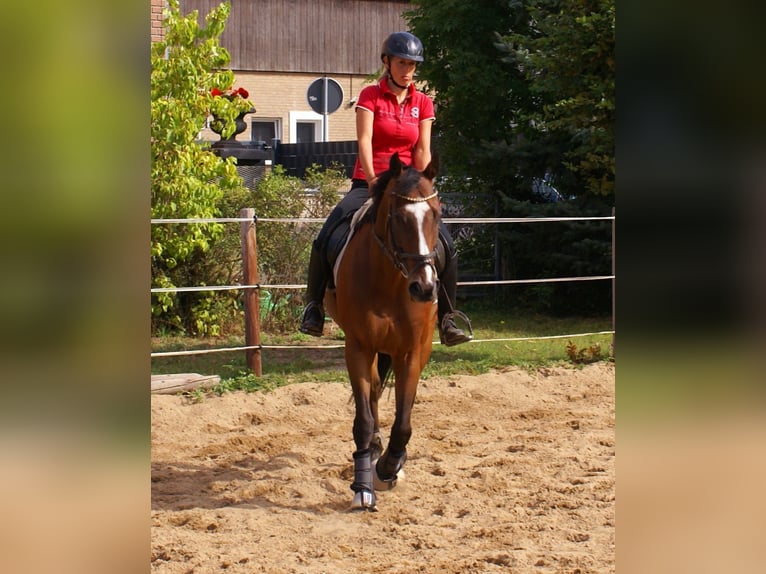 Irish Sport Horse Wallach 7 Jahre 153 cm Brauner in Velpke