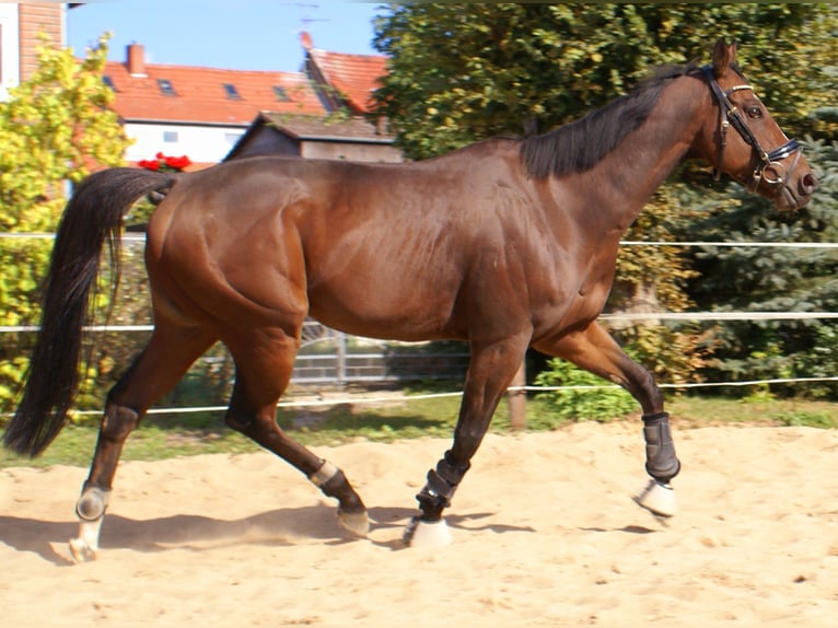 Irish Sport Horse Wallach 7 Jahre 153 cm Brauner in Velpke Irish Sport Horse Wallach 7 Jahre 153 cm Brauner in Velpke