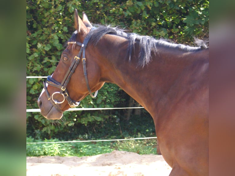 Irish Sport Horse Wallach 7 Jahre 153 cm Brauner in Velpke Irish Sport Horse Wallach 7 Jahre 153 cm Brauner in Velpke