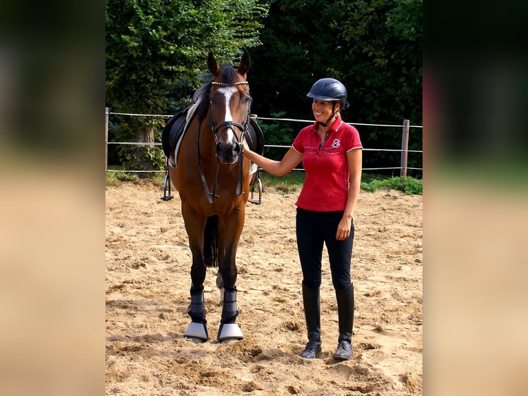 Irish Sport Horse Wallach 7 Jahre 153 cm Brauner in Velpke