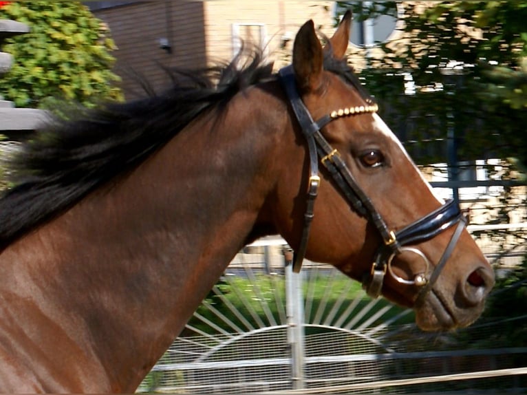 Irish Sport Horse Wallach 7 Jahre 153 cm Brauner in Velpke Irish Sport Horse Wallach 7 Jahre 153 cm Brauner in Velpke