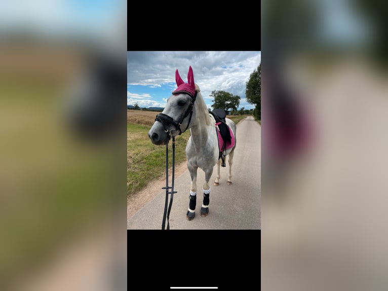 Irish Sport Horse Wallach 7 Jahre 155 cm Schimmel in Ingelheim am Rhein