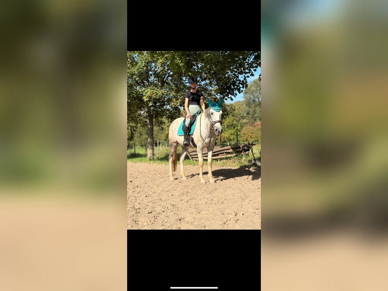 Irish Sport Horse Wallach 7 Jahre 155 cm Schimmel in Ingelheim am Rhein