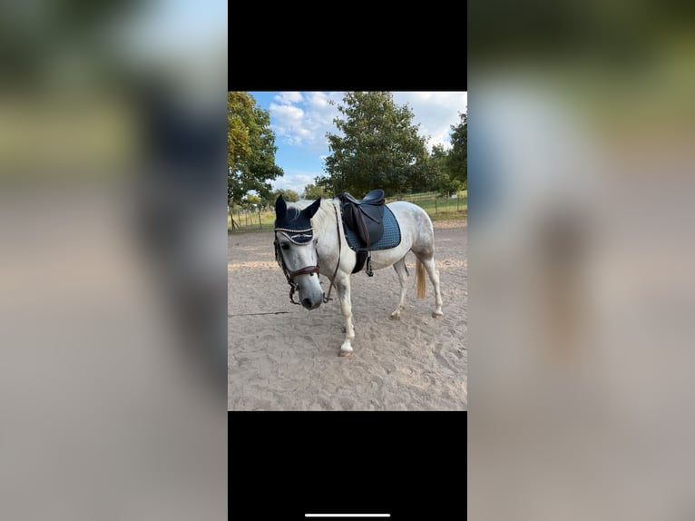 Irish Sport Horse Wallach 7 Jahre 155 cm Schimmel in Ingelheim am Rhein