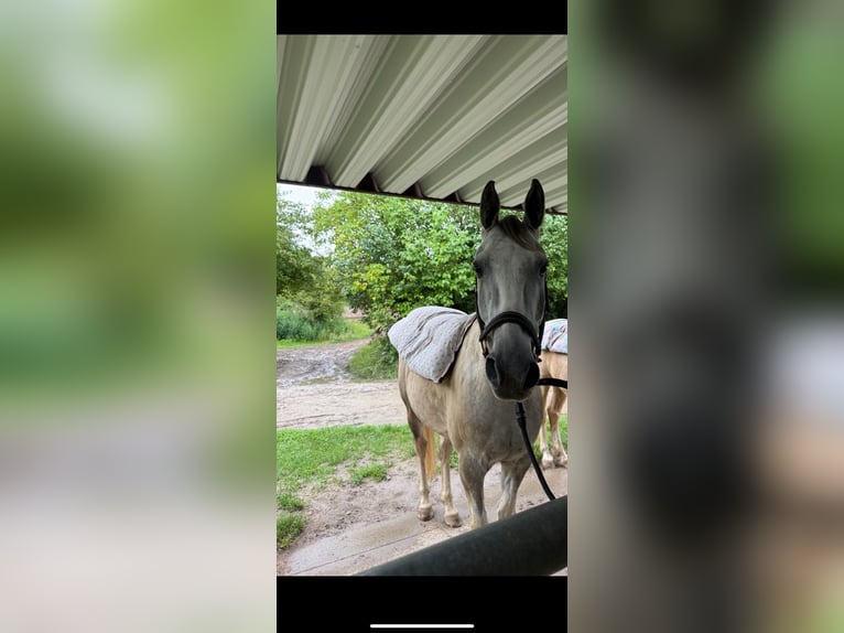 Irish Sport Horse Wallach 7 Jahre 155 cm Schimmel in Ingelheim am Rhein