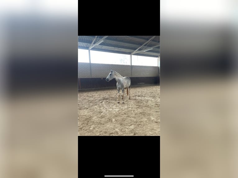 Irish Sport Horse Wallach 7 Jahre 155 cm Schimmel in Ingelheim am Rhein