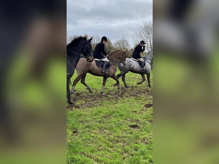 Irish Sport Horse Wallach 7 Jahre 158 cm Dunkelfuchs in Kildare